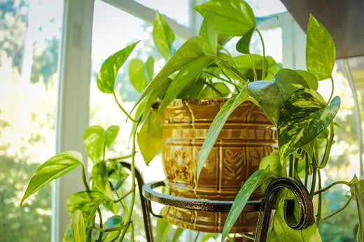 How to Grow Fresh Air in your Room?